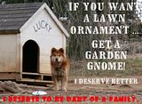 Chained-Dogs-8.jpg image by shelbywalsh